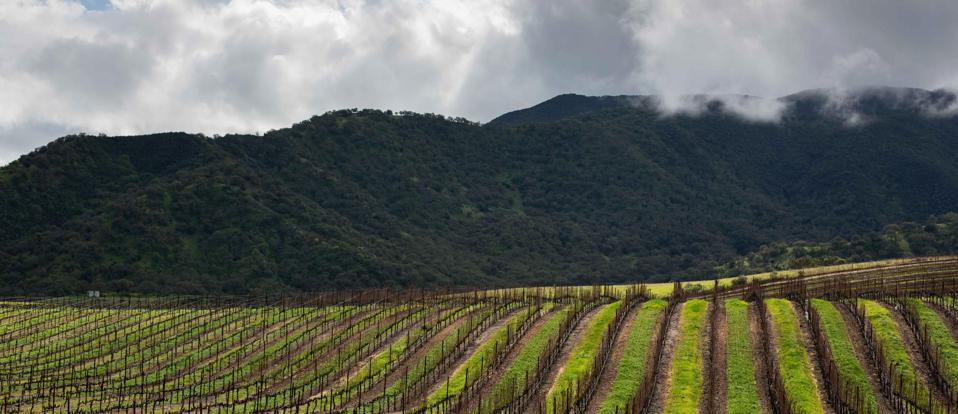 Pisoni Estate  Photo Credit Pisoni Family Vineyards