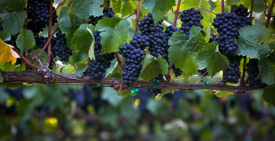 Pinot Noir grapes within Garys' Vineyard in the Santa Lucia Highlands