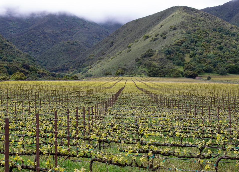 Double L Vineyard site owned by Dan and Donna Lee of Morgan Winery