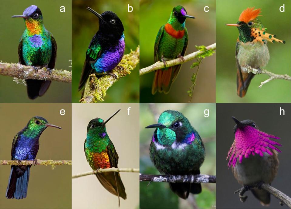 Hummingbirds Are The Most Spectacularly Colorful Birds Of All