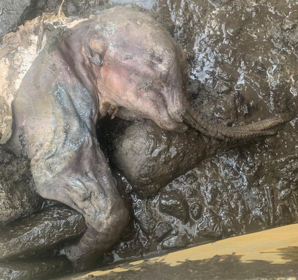 Government of Yukon_Nun cho ga_woolly mammoth calf