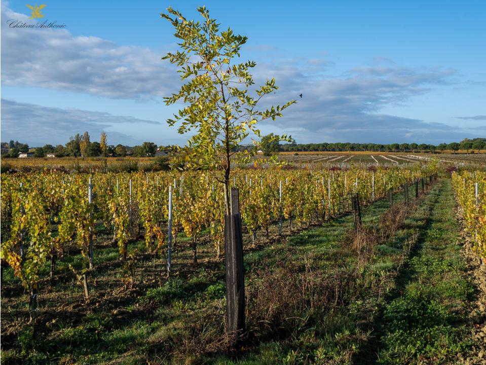 tree in vineyard