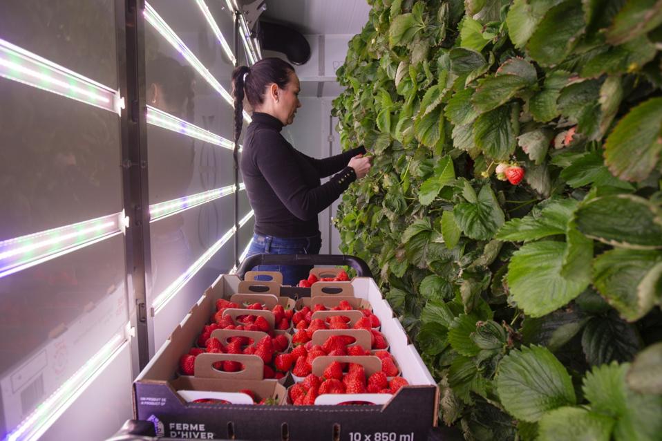 A Strawberry Harvest At Ferme D'Hiver Vertical Farm