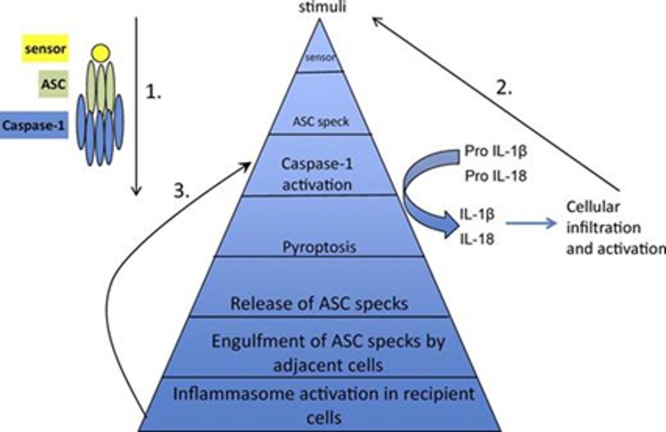 Figure 1: The components of an inflammasome (top left) and general process of inflammasome activation by Apoptosis-associated protein with a caspase activation and recruitment domain (Steps 1-3). Upon detection of a stimulus by its sensor component, the apoptosis-associated protein with a caspase activation and recruitment domain is nucleated and rearranges into a speck. The caspase activation and recruitment domain of such proteins interact with the domain of the caspase-1 protein within the inflammasome. This interaction leads to pyroptosis as well as the cleavage of pro-inflammatory interleukins 1β and 18 cytokines into their respected activated forms. The activated forms of such particles act as stimuli for other inflammasomes and further cellular infiltration and inflammatory activation. The activated caspase-1 protein activates gasdermin D, which creates pores in the plasma membrane of cells undergoing pyroptosis. These pores allow for the release of inflammatory interleukin cytokines and become so large that the nucleated adaptor protein specks are released from the cell. The specks may get engulfed by adjacent cells, which trigger inflammasome activation. SHARMA AND KANNEGANTI 2016.