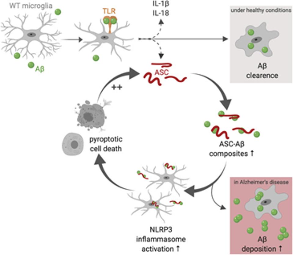 Figure 2: Apoptosis-associated protein with a caspase activation and recruitment Domain (ASC) binding to alpha-beta peptides lead to a continuous cycle of Pyroptosis in Microglia.