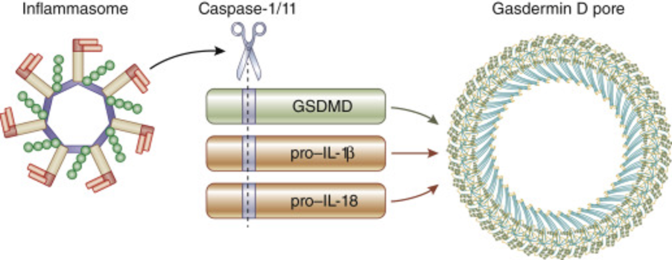 Figure 3: Upon activation within an inflammasome, caspase-1/11 protein cleave pro-inflammatory interleukin cytokines 1β and 18 (pro-IL-1β and pro-IL-18) as well as gasdermin D (GSDMD) into their respective mature and activated forms. The activated gasdermin D protein bind together to form a pore, allowing interleukin cytokines -1β and -18 to leave the cell. TONNUS & LINKERMANN, 2019