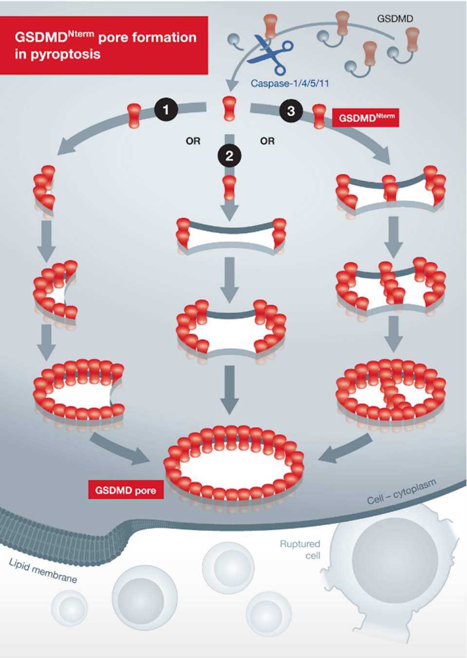 Figure 4: Scheme of Transmembrane Pore Formation in pyroptotic cells by activated N-terminal gasdermin-D protein.