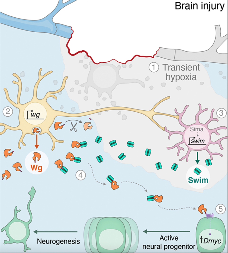 Neurons (yellow) and glial cells (purple) form neuro-glial clusters and secrete Wg and swim protein. 