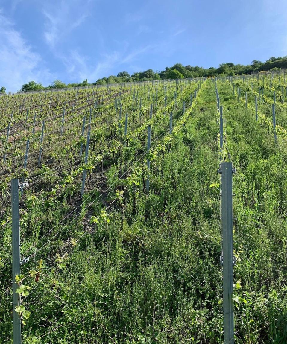 Weingut Immich Batterieberg vineyard 2