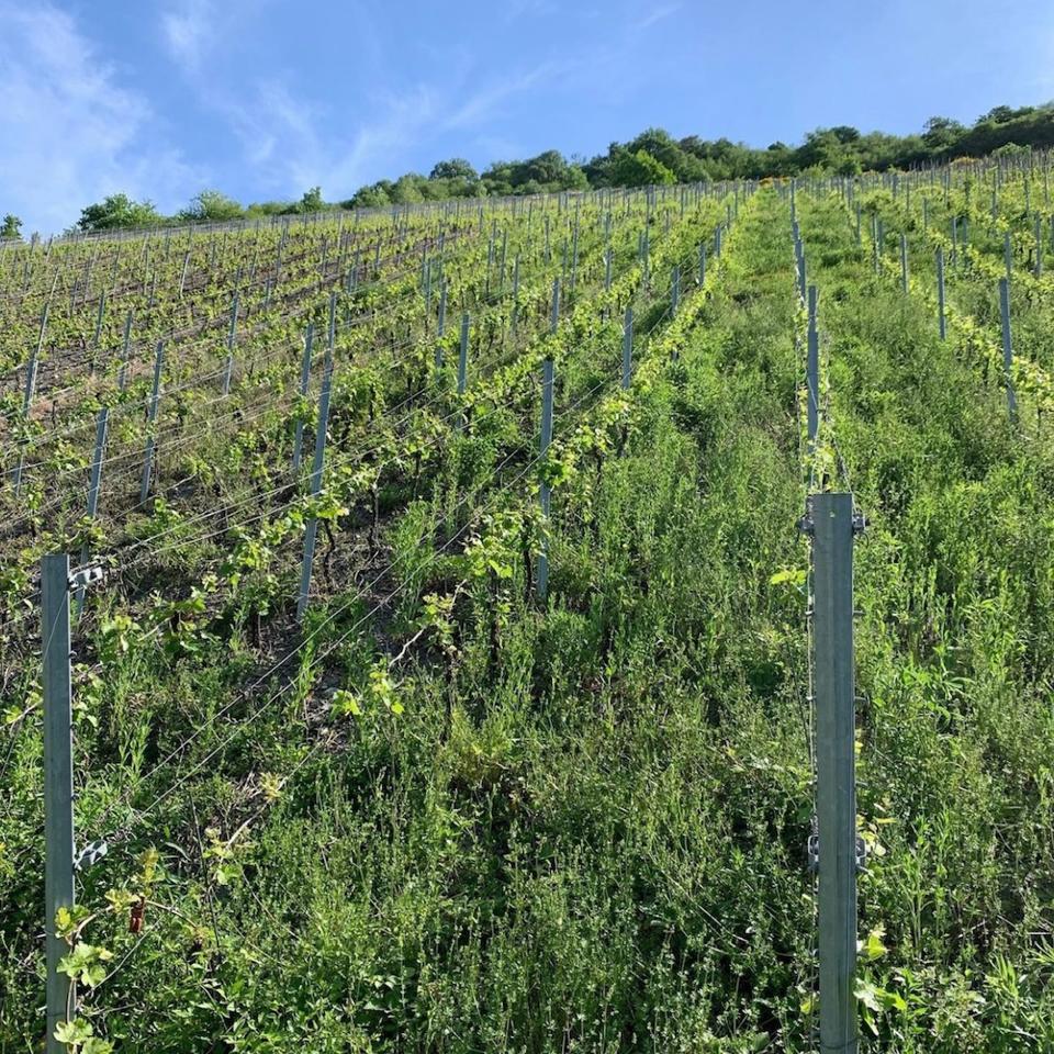 Weingut Immich Batterieberg vineyard 2