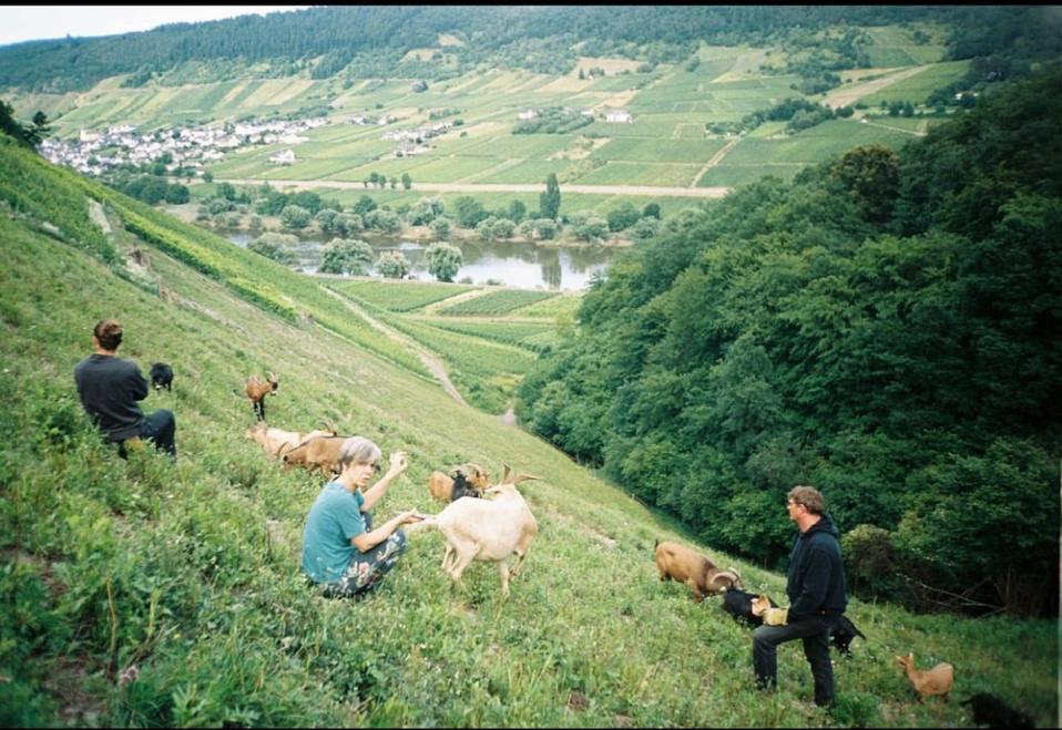 Weingut Melsheimer Reiler Mullay-Hofberg