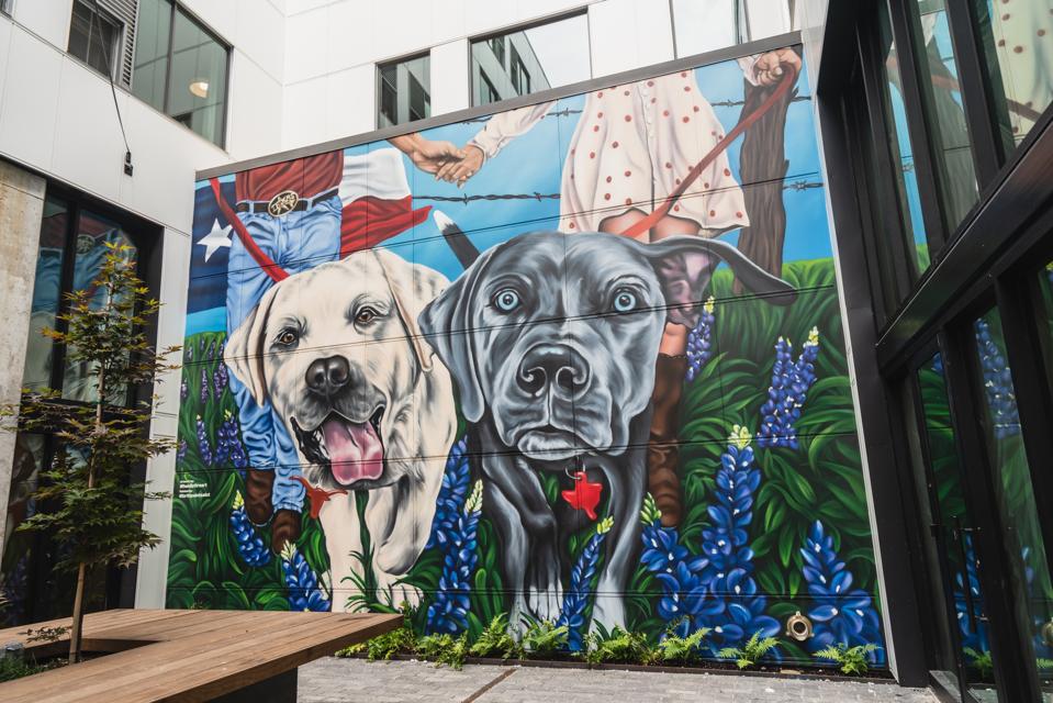 A mural depicting two Blue Lacy dogs among Texas bluebonnets