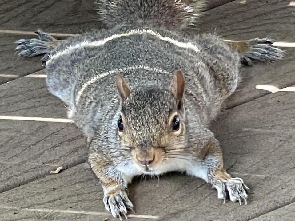 Splooting Heat Can ‘Splooting’ Help Beat The Heat? Here’s Why Squirrels Are Heat Dumping