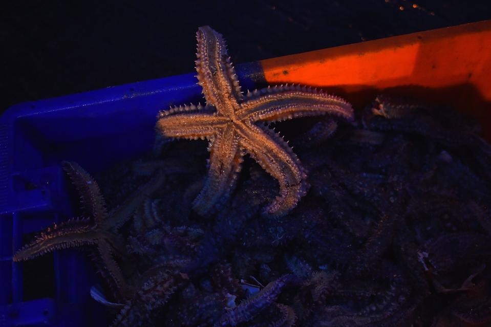 Philanthropy's 'Starfish Problem': The Husband Who Didn't Know Best