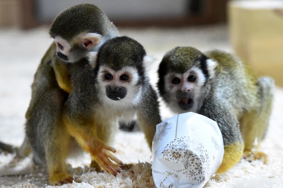 How And When Can Two Species Merge Into One?