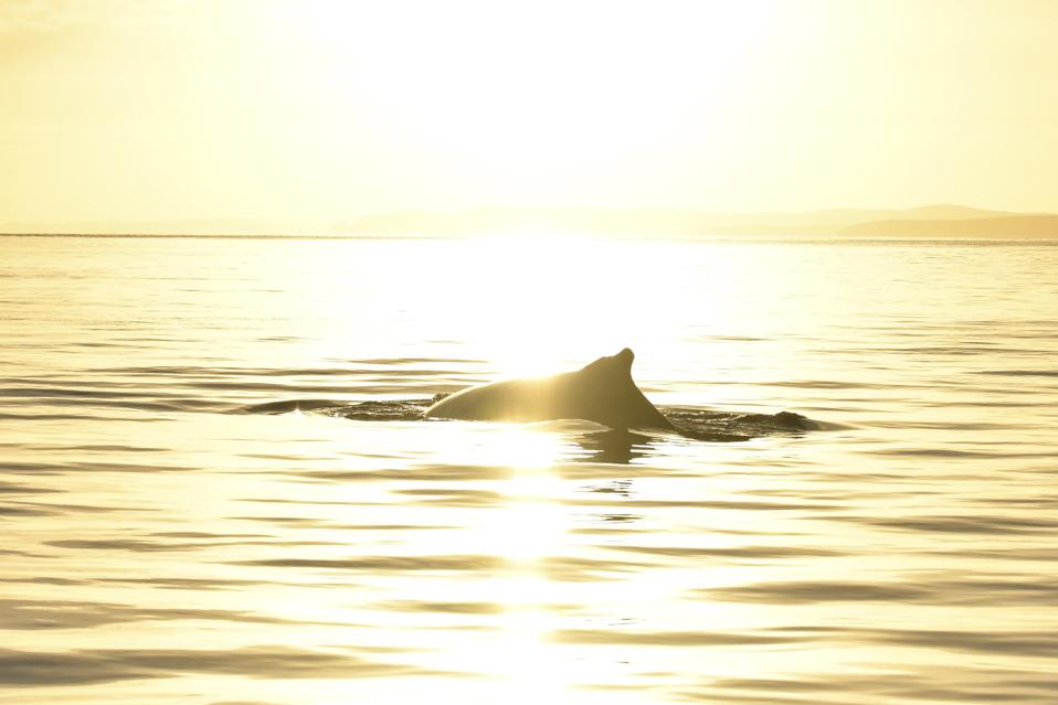 Scotland's coasts and seas are home to incredible marine life