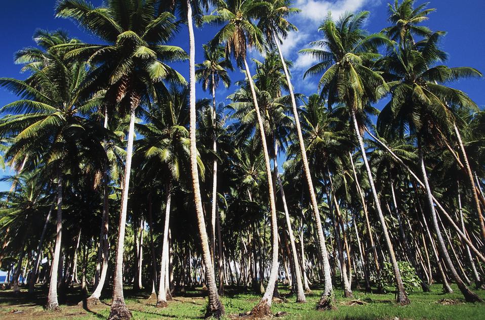 Climate Smart Coconut Agriculture Could Be The Caribbean S Tree Of Life Climate Smart Coconut Agriculture Could Be The Caribbean S Tree Of Life
