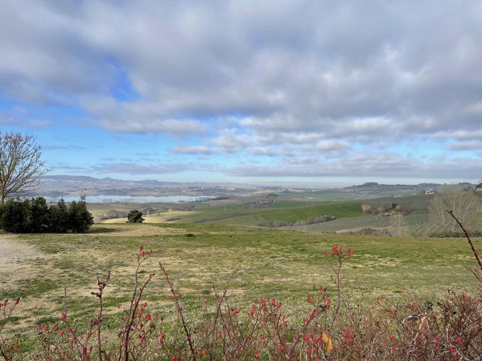 Umbrian vineyards, Lake Trasimeno