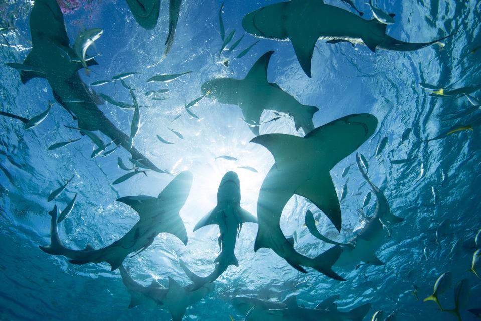 Silhouette of Circling Sharks.