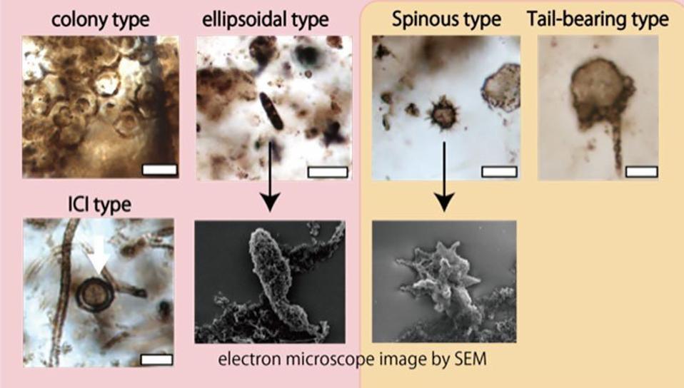 Microfossils Classification New Types Of Microfossils Show How And When Complex Cells Evolved