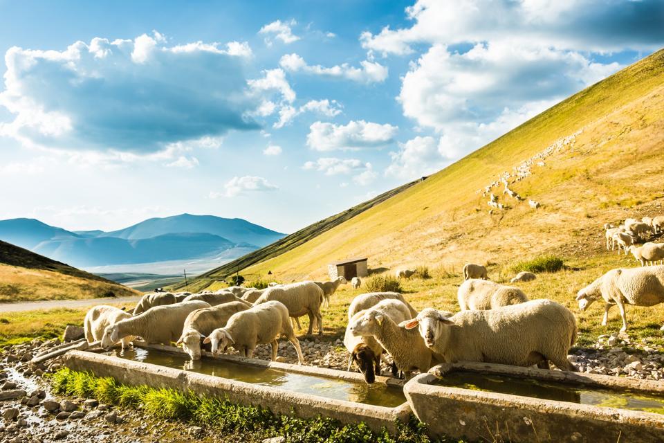 Flock of sheep