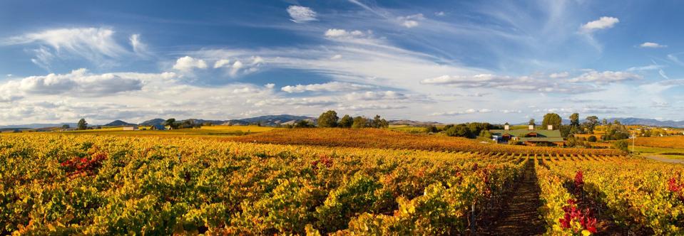View from Bouchaine  Photo Credit Bouchaine Vineyards & Winery