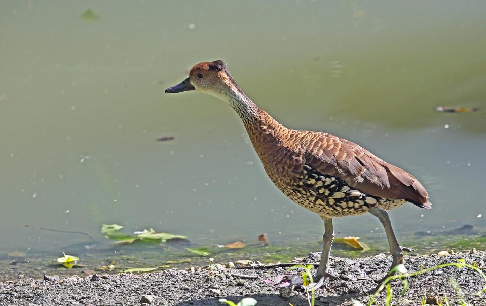 Top 3 Reasons Why Antigua & Barbuda Is A Birder's Paradise