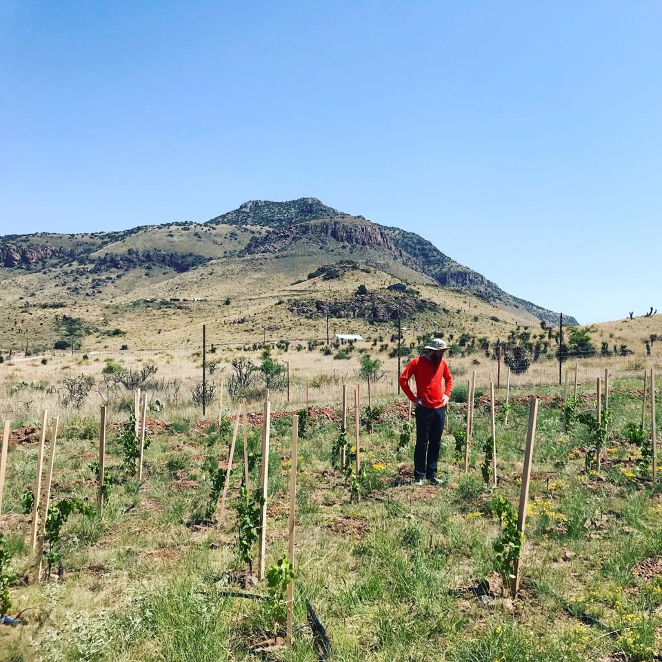 Alta Marfa founder Ricky Taylor among the vines in the Davis Mountains. 