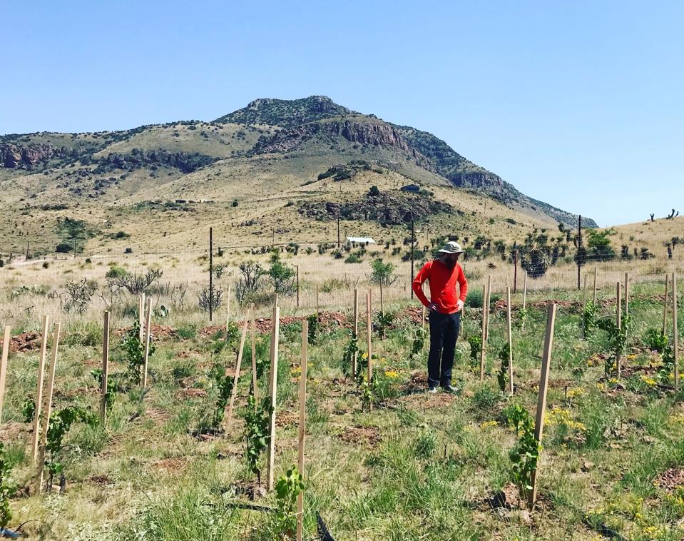 Alta Marfa founder Ricky Taylor among the vines in the Davis Mountains.
