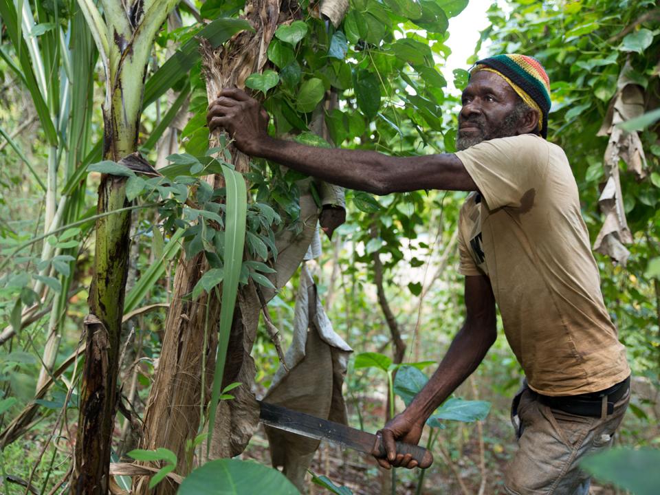Jamaica backyard farming