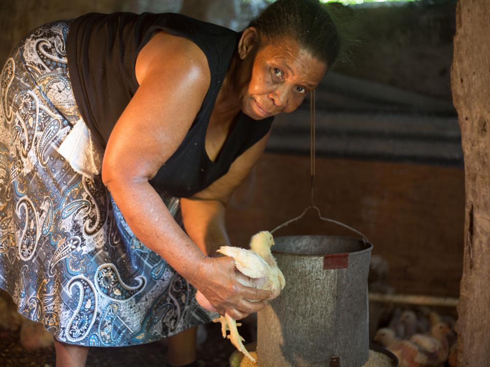 Bearyl Tingle attending to her chicken business