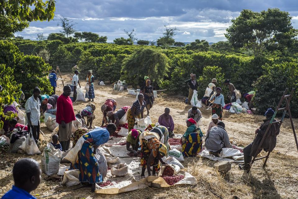 Harvest season of Coffee farm in Zambia