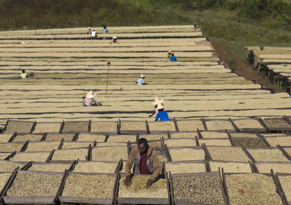 Workers in front of white coffee beans drying in the sun in a fair trade coffee farm, Jimma, Ethiopia...