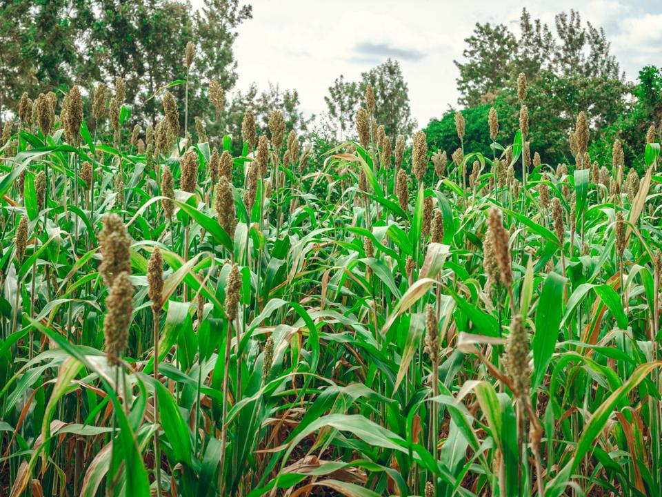 sorghum