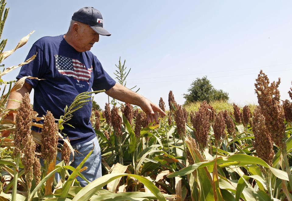 Food and Farm Sorghum EthanolAn Oklahoma fam