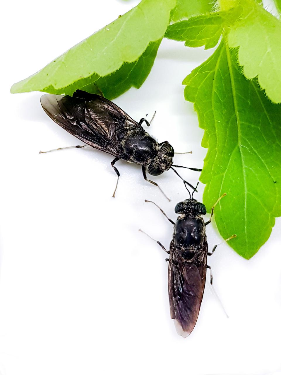 Nutrition Technologies_Black Soldier Flies_4 (1)