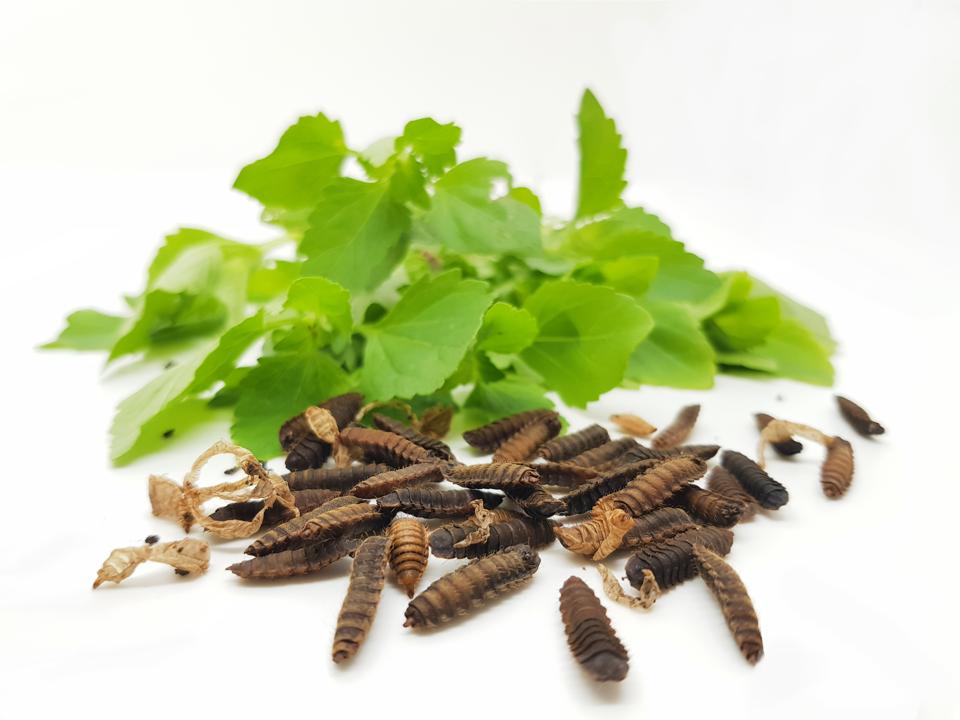 Nutrition Technologies pupae_clean up_4