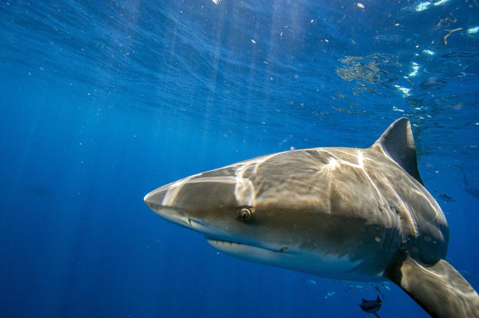 Buceo con tiburones en Florida