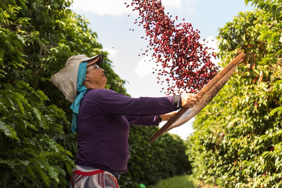 A woman tosses fresh coffee beans into the air amid coffee trees.