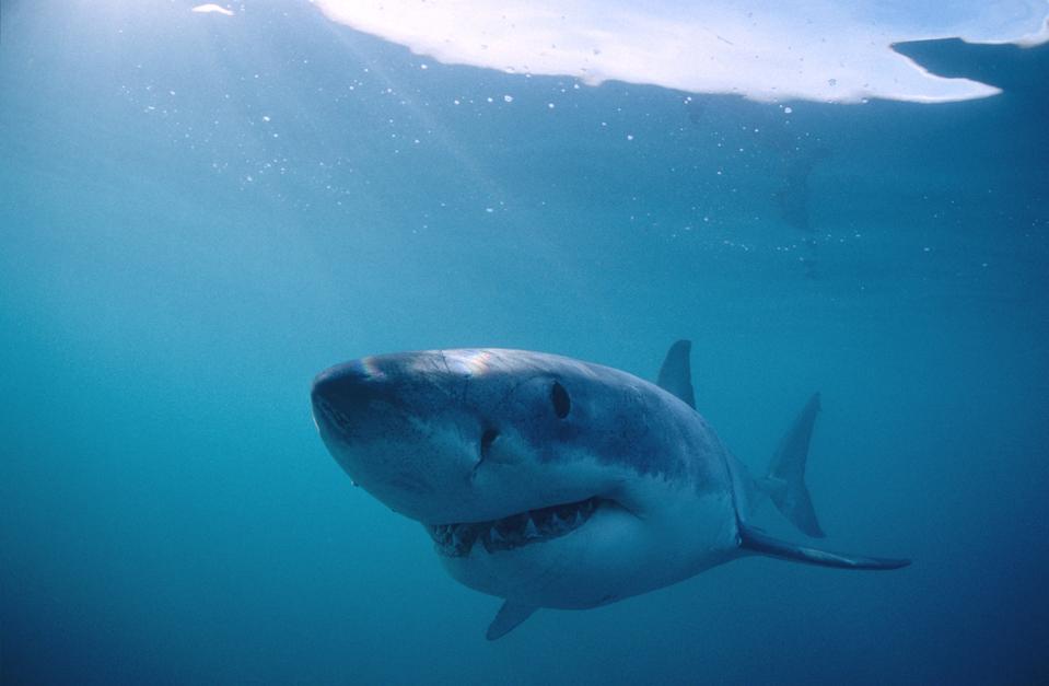 Rahasia Hiu: Mengungkap Hukum Geometri yang Mengatur Tubuh Mereka