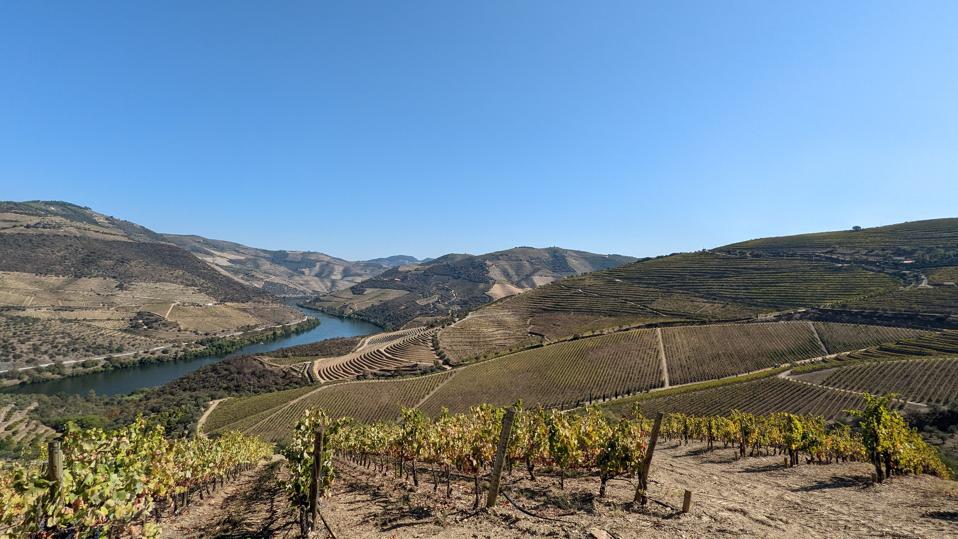 Quinta de Roriz vineyards Photo Credit