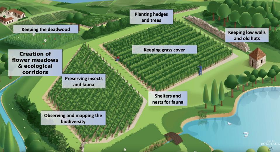 Diagram of Biodiversity Within and Around Wine Grape Vineyards in Bordeaux