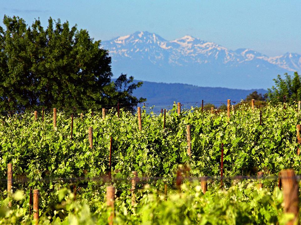 Château de Pennautier vineyard  Photo Credit Maison Lorgeril