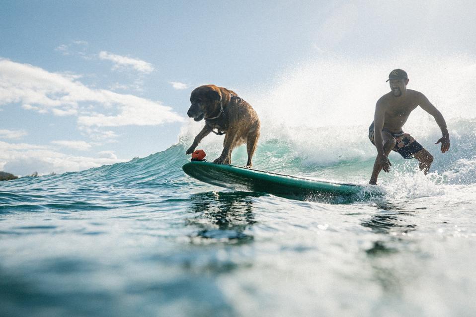 dog surfing hawaii