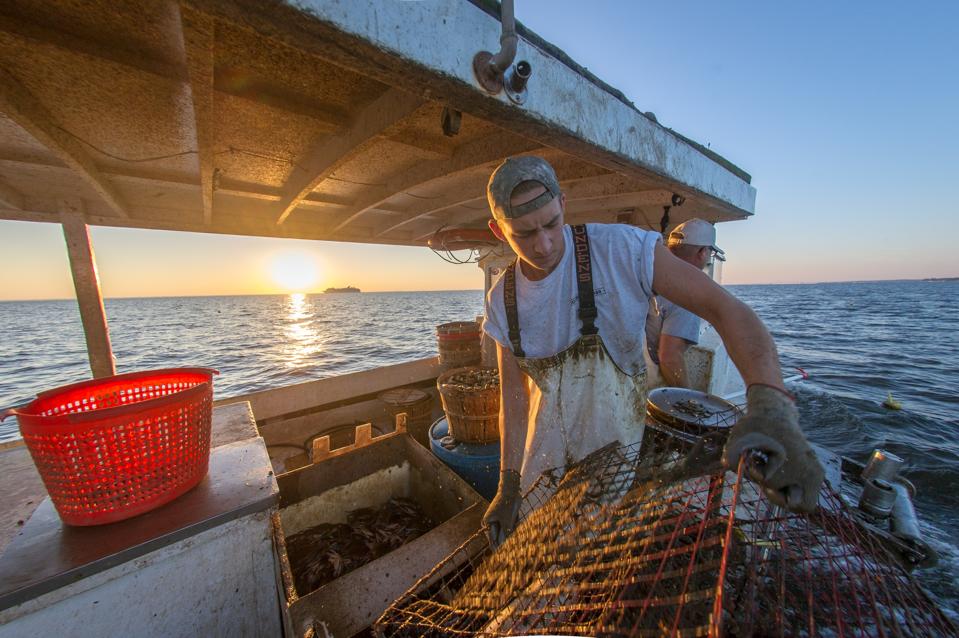 Young waterman pulls in crab trap from Chesapeake Bay as the sun rises in background, Dundalk, Maryland.