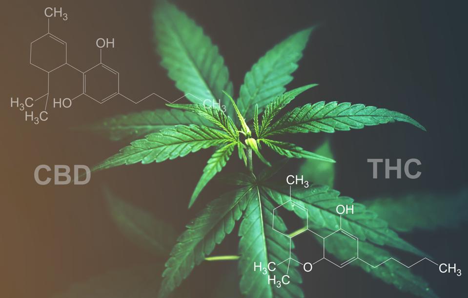 tirzepatide and thc Does Show Up in Urine Tests? What You Need to Know Tirzepatide reduces food intake and