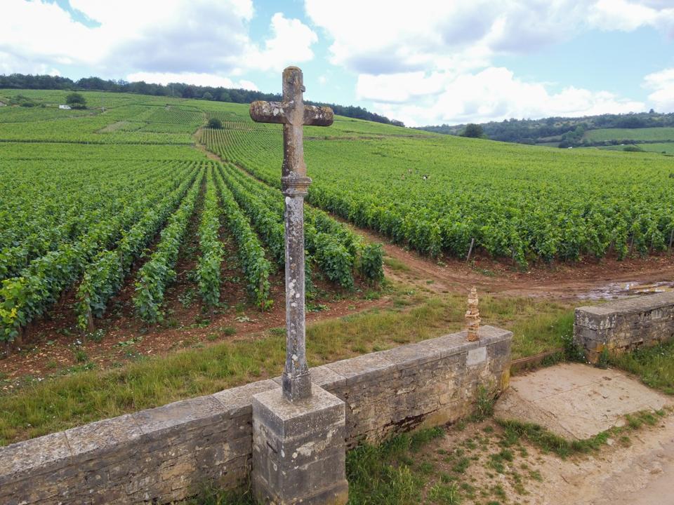 Aerian view on walled green grand cru and premier cru vineyards with rows of pinot noir grapes plants in Cote de nuits, making of famous red Burgundy wine in Burgundy region of eastern France.