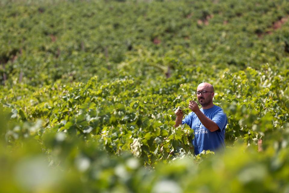 Nino Barraco in grape vineyard Grillo. Rina Vecchia. Mangialonga. Marsala. Sicily. Italy. Europe