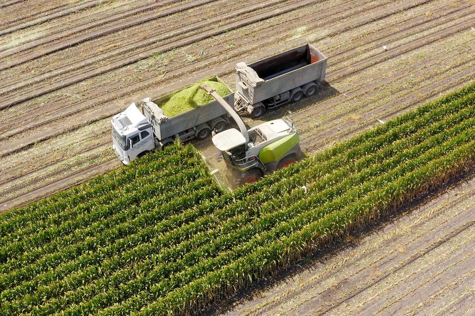 Corn for Silage - Combine harvesting and loading silage onto a double trailer truck
