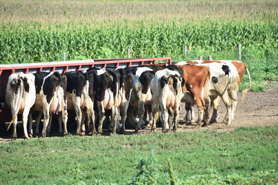 Cattle at Feeder
